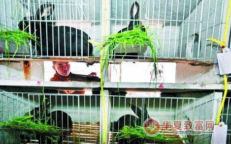 农村创业